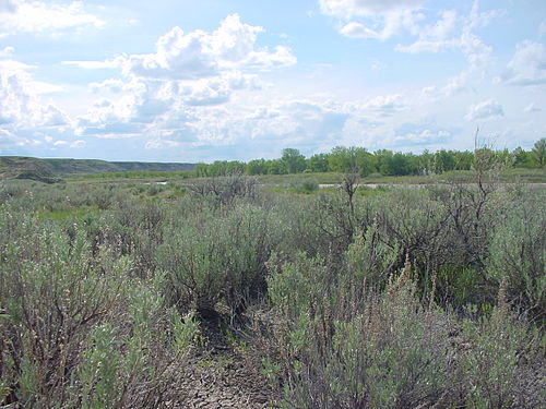 Artemisia cana